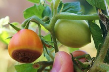 Tomato with blossom-end rot